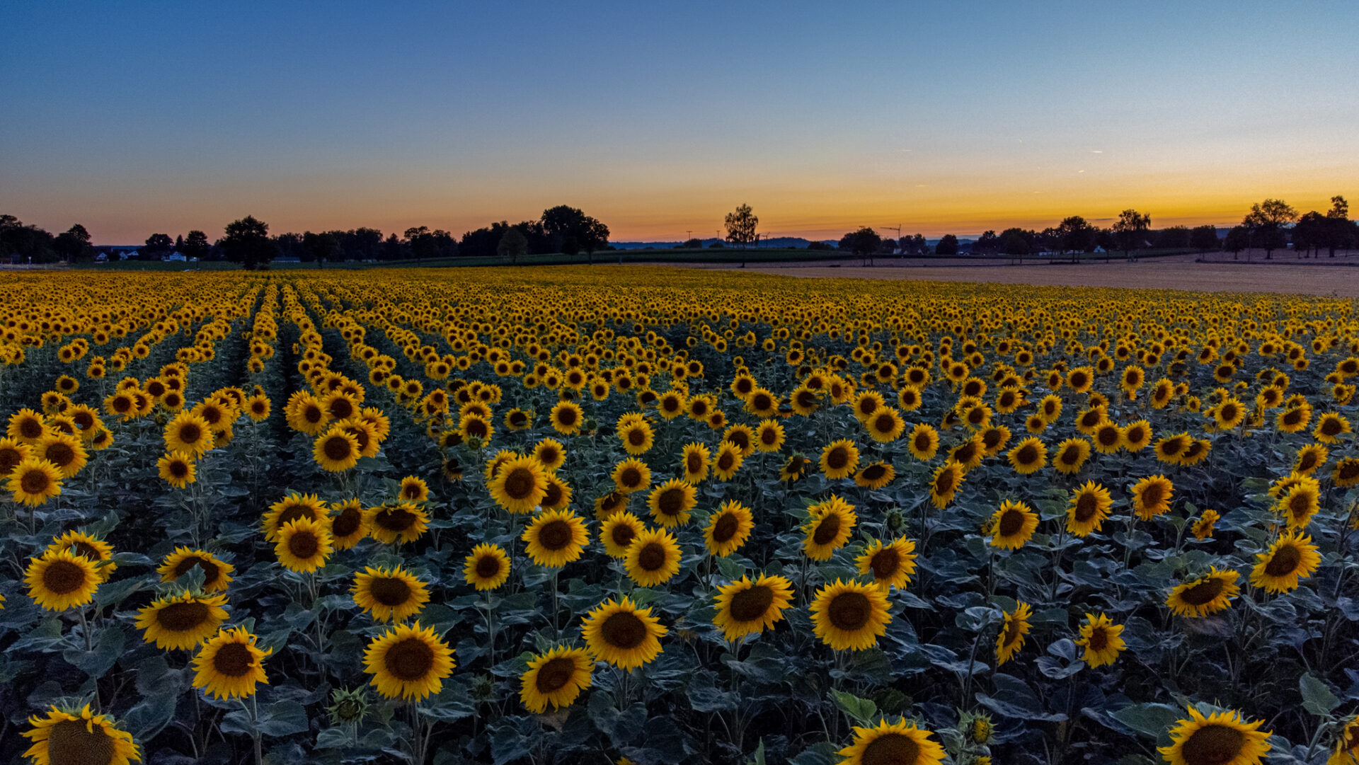 Mario_will_Fotografie Sonnenblumen Feld Bayern