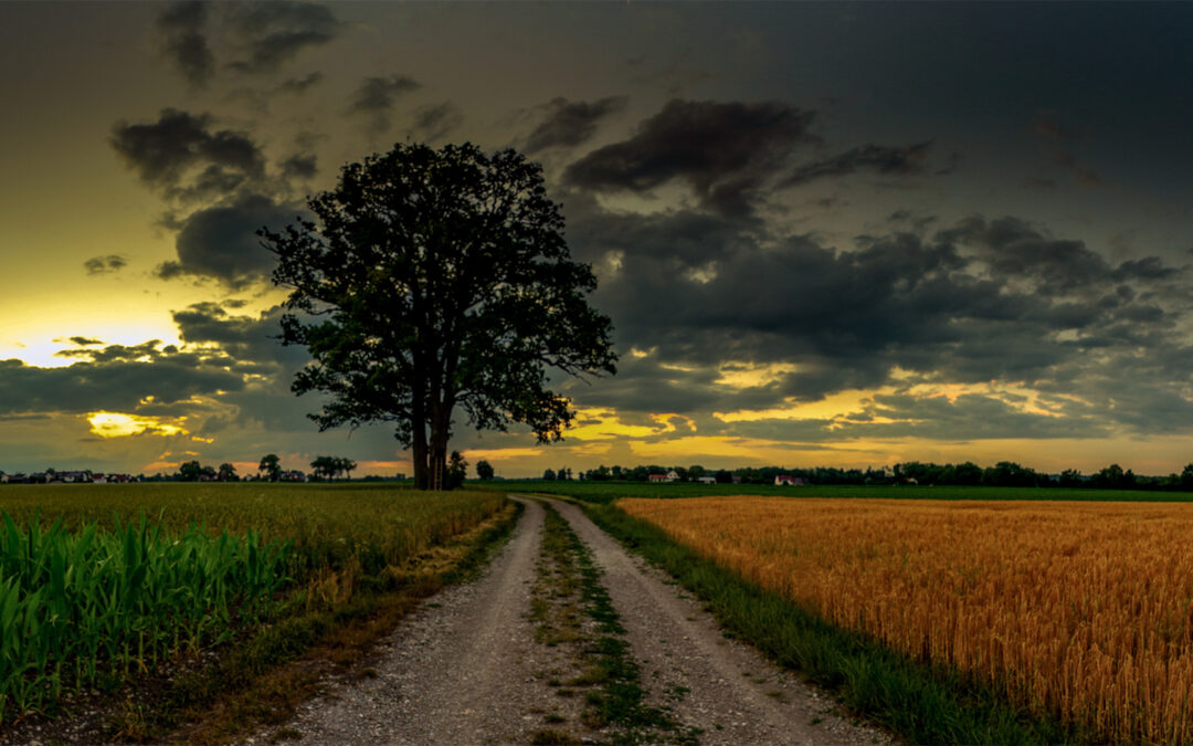 mario_will_fotografie-Sonnenuntergang mit Baum