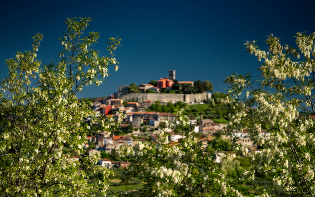 Auf den Höhen von Motovun: Ein malerisches Dorf zieht in Istrien die Blicke auf sich